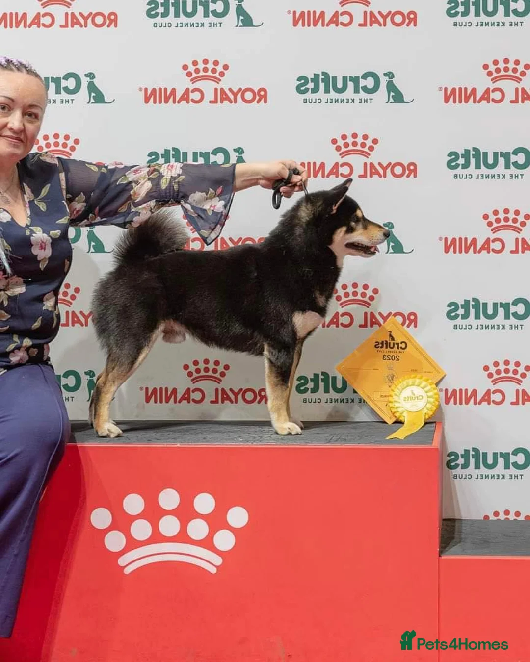 Japanese Shiba Inu dogs for stud: A True Genetic Gem in the Shiba Inu Breed - Advert 1