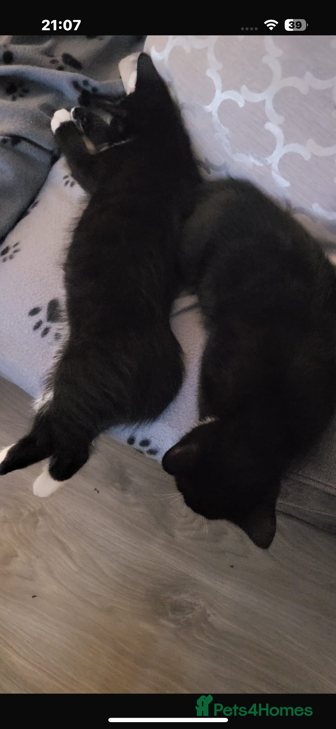 British Shorthair cats for sale: 2 beautiful male kittens for sale!  - Image 6