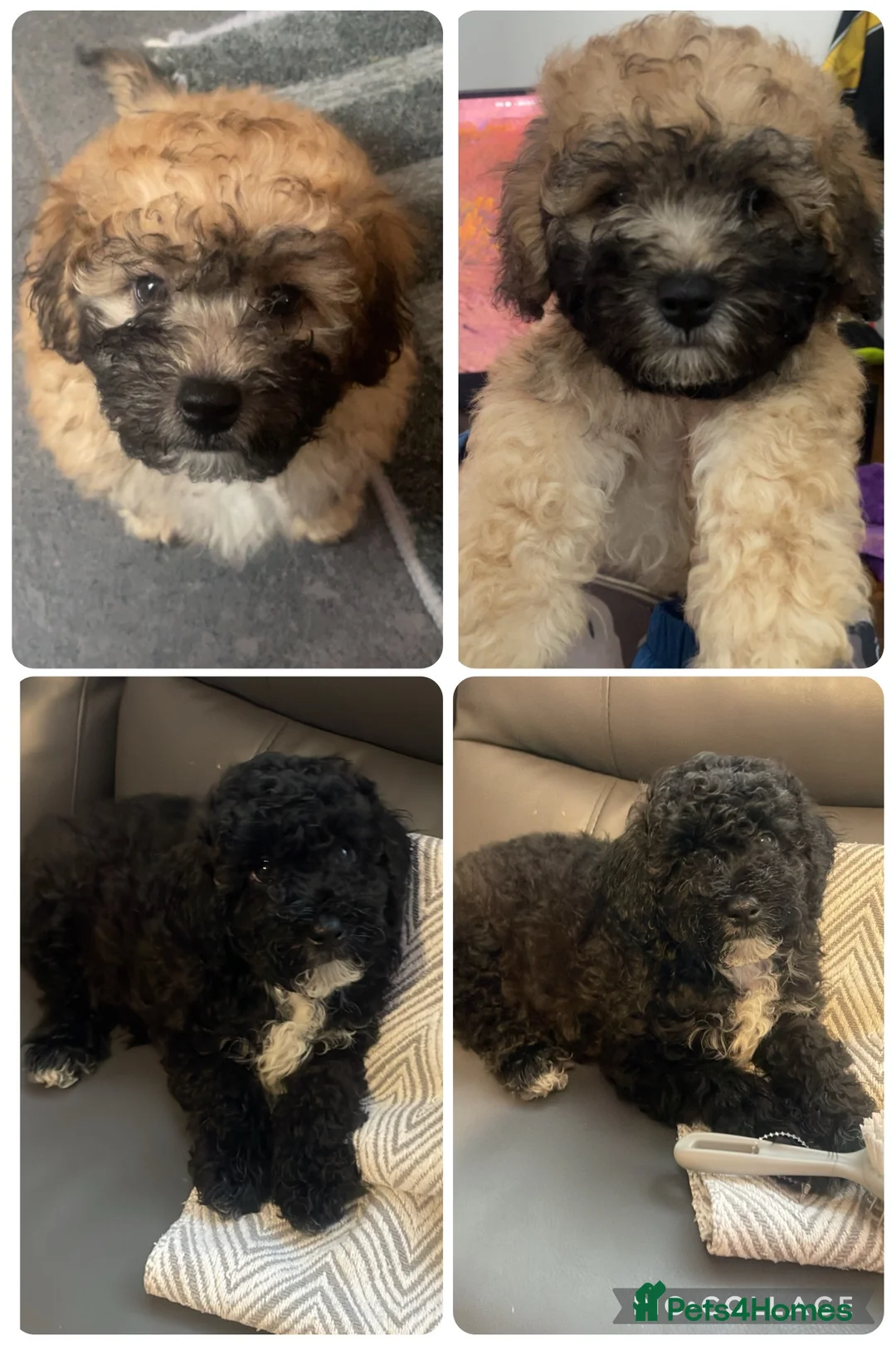 Poochon dogs for sale: Ready to leave poochons  - Advert 2