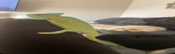 Chameleon reptiles for sale: Yemen Chameleon  in Hull - Advert 3