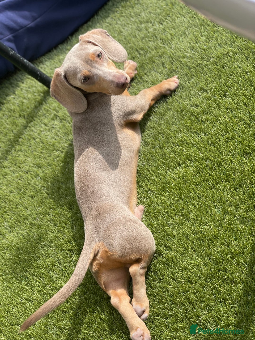 Miniature Dachshund dogs for stud: Stud Lilac Miniature Dachshund carrying cream. - Advert 2