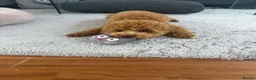 Toy Poodle dogs for sale: Beautiful 10 month Toy Poodle looking for new Home - Advert 5