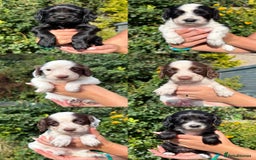 Sprocker dogs for sale: 6 Sprocker Puppies For Sale  - Image 8