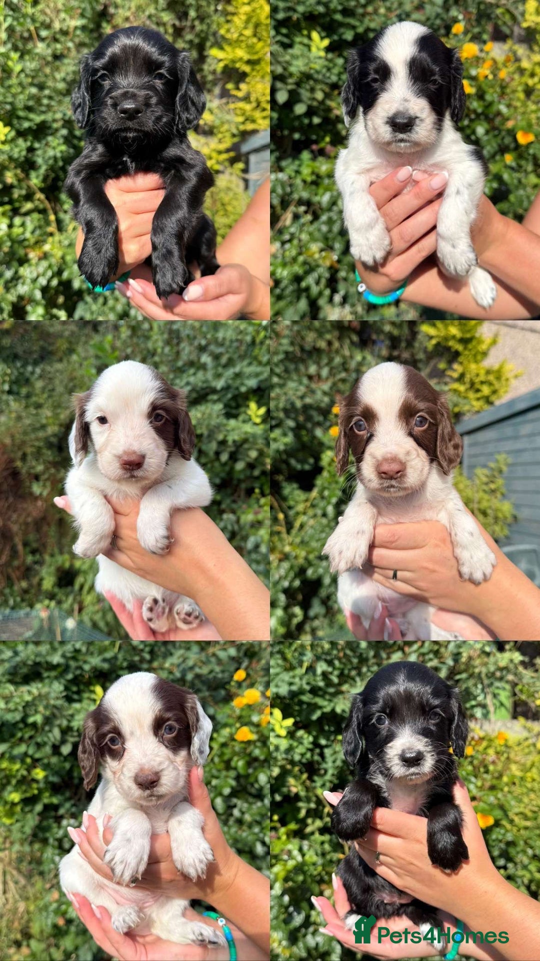 Sprocker dogs for sale: 6 Sprocker Puppies For Sale  - Image 8