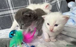 Ragdoll cats for sale: Stunning Ragdoll kittens super affectionate  - Image 13