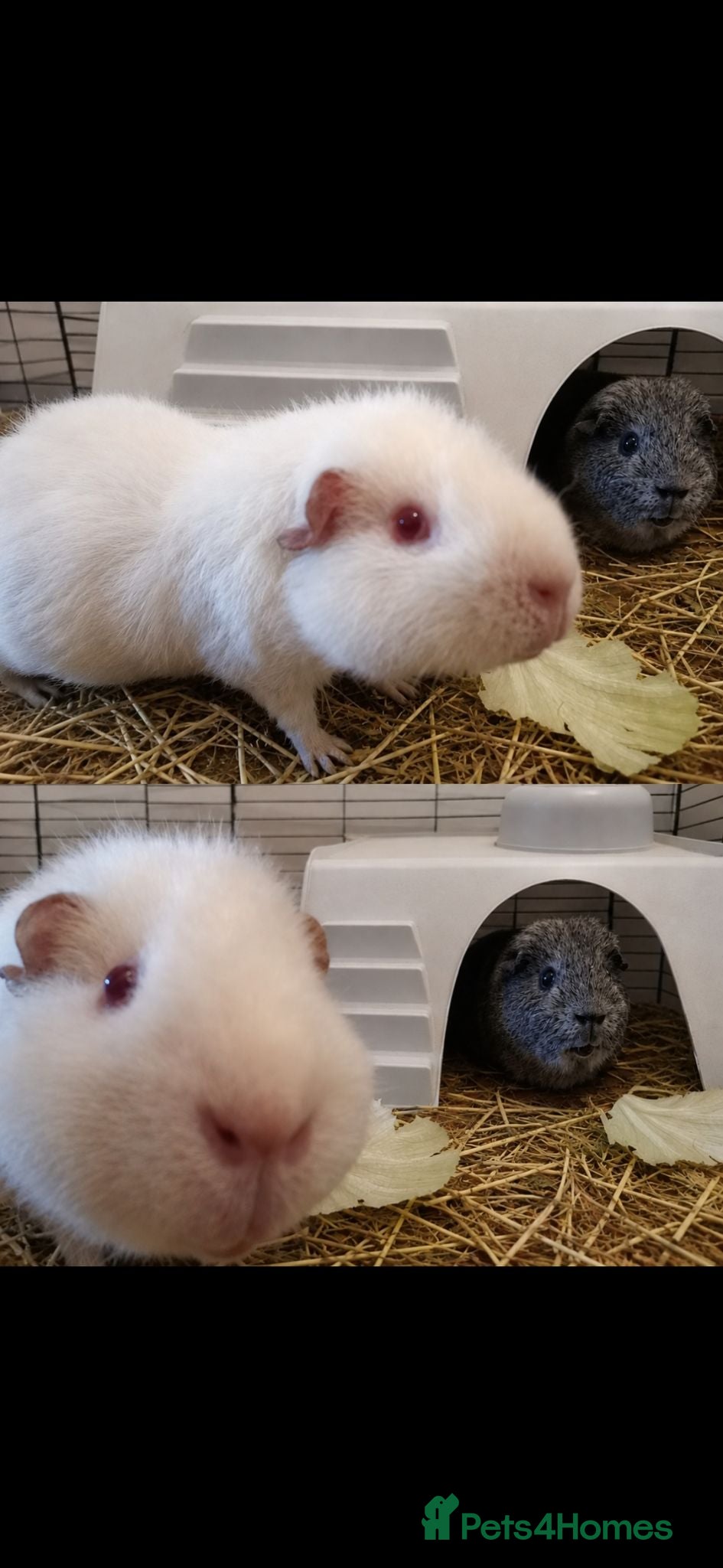 Guinea Pig rodents 2 male bonded guinea pigs - Advert 2