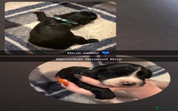 Sprocker dogs for sale: Sprocker spaniel puppies  - Image 5