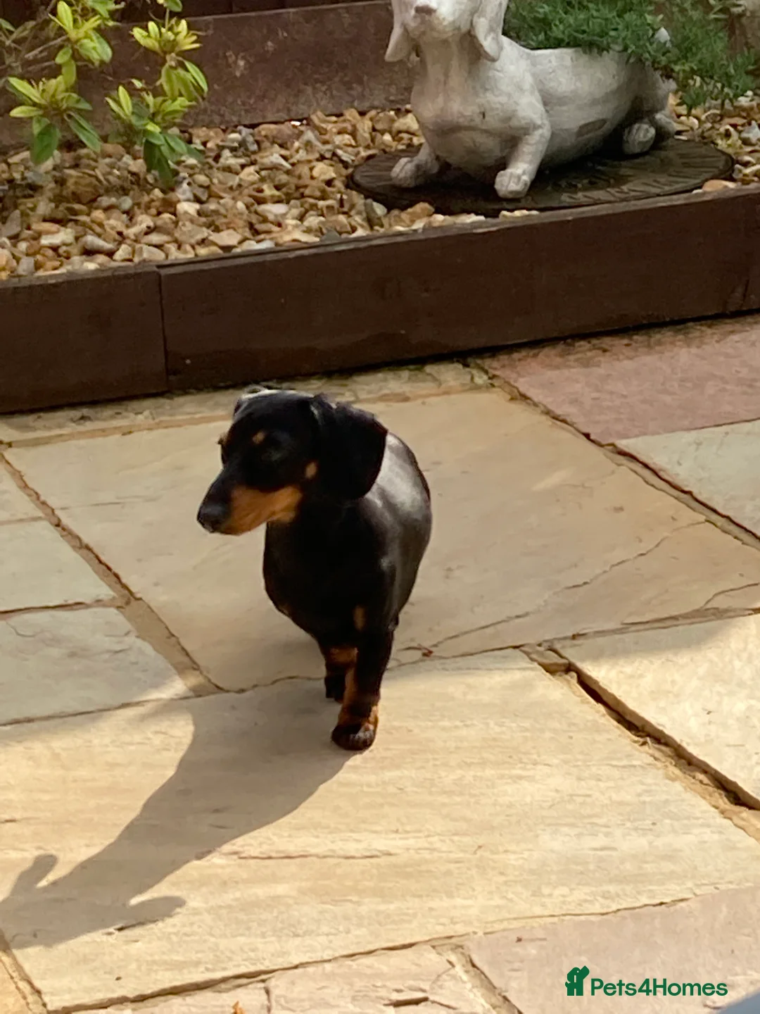 Miniature Dachshund dogs for stud: STUD 2 KC registered Miniature Dachshunds  - Advert 11