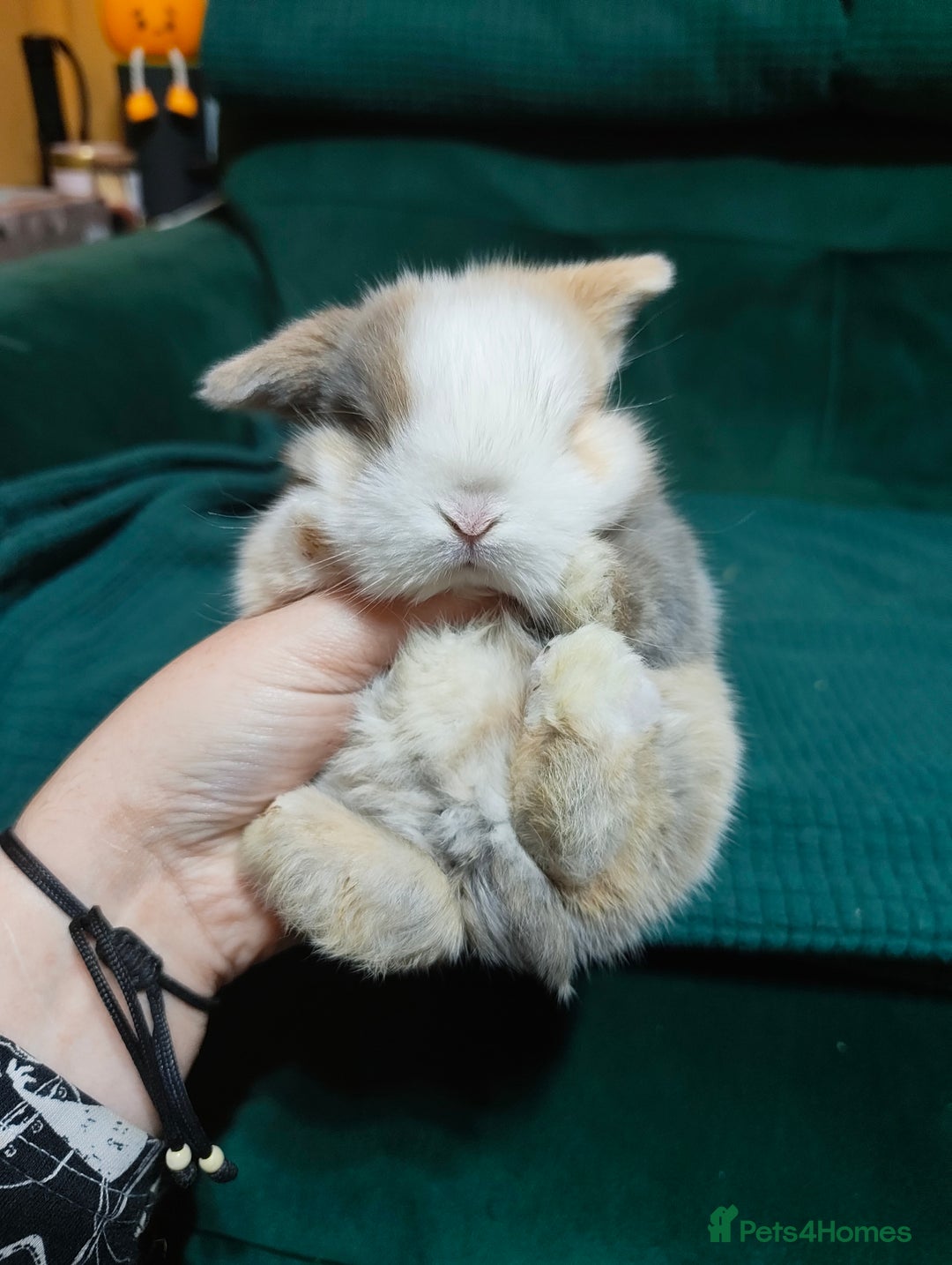Mini Lop rabbits for sale: 2 stunning mini lops for reserve  - Advert 2