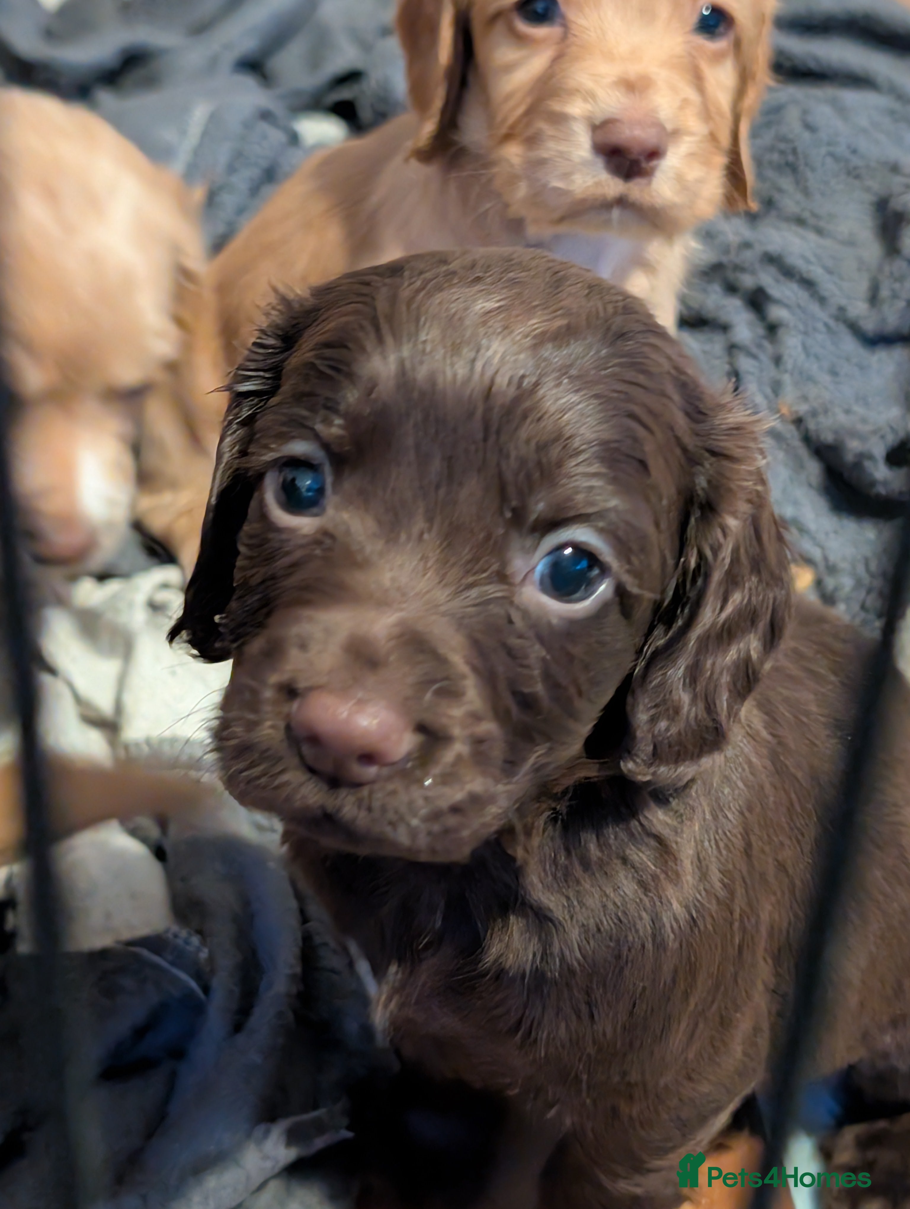 Cocker Spaniel dogs stunning cocker spaniel pups 2 male available - Advert 3