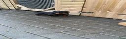 Rottweiler dogs for sale: Female Rottweiler puppie for sale   - Advert 6