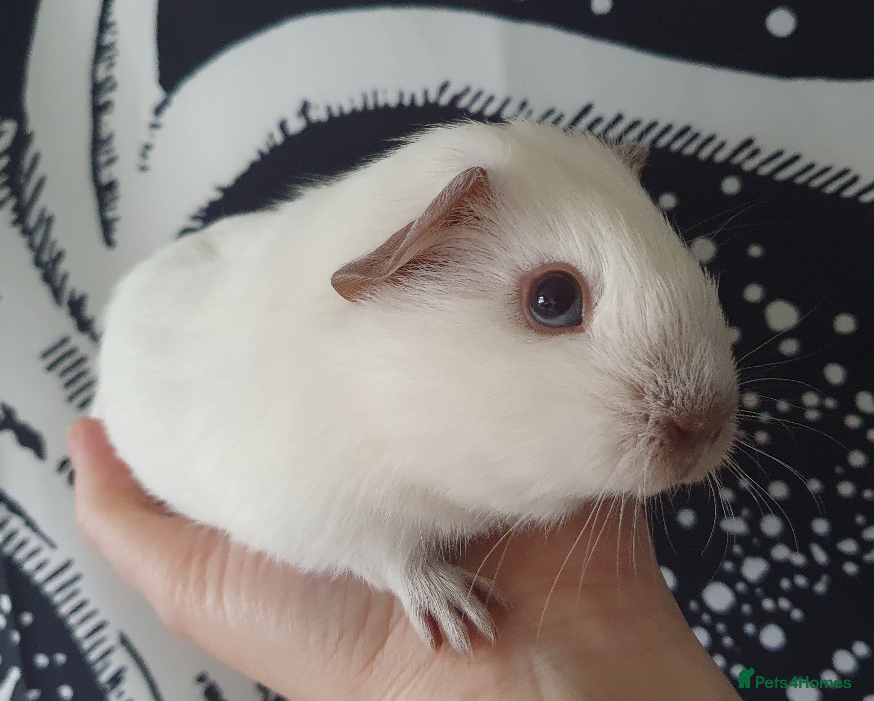 Guinea Pig rodents guinea pigs  - Advert 11