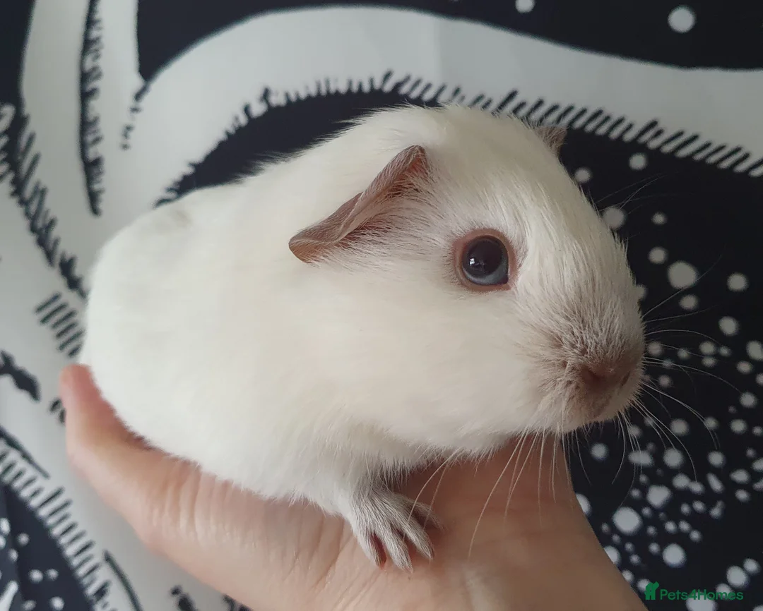 Guinea Pig rodents for sale: guinea pigs  - Advert 1