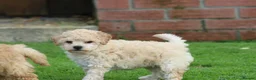 Poochon dogs for sale: Beautiful Poochon puppies for sale  - Advert 34