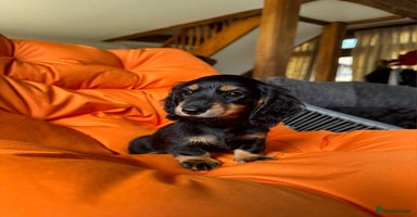 Miniature Dachshund dogs - Advert 14