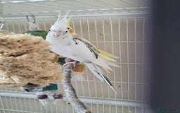 Cockatiels birds for sale: Male and Female Cockatiel - Advert 3