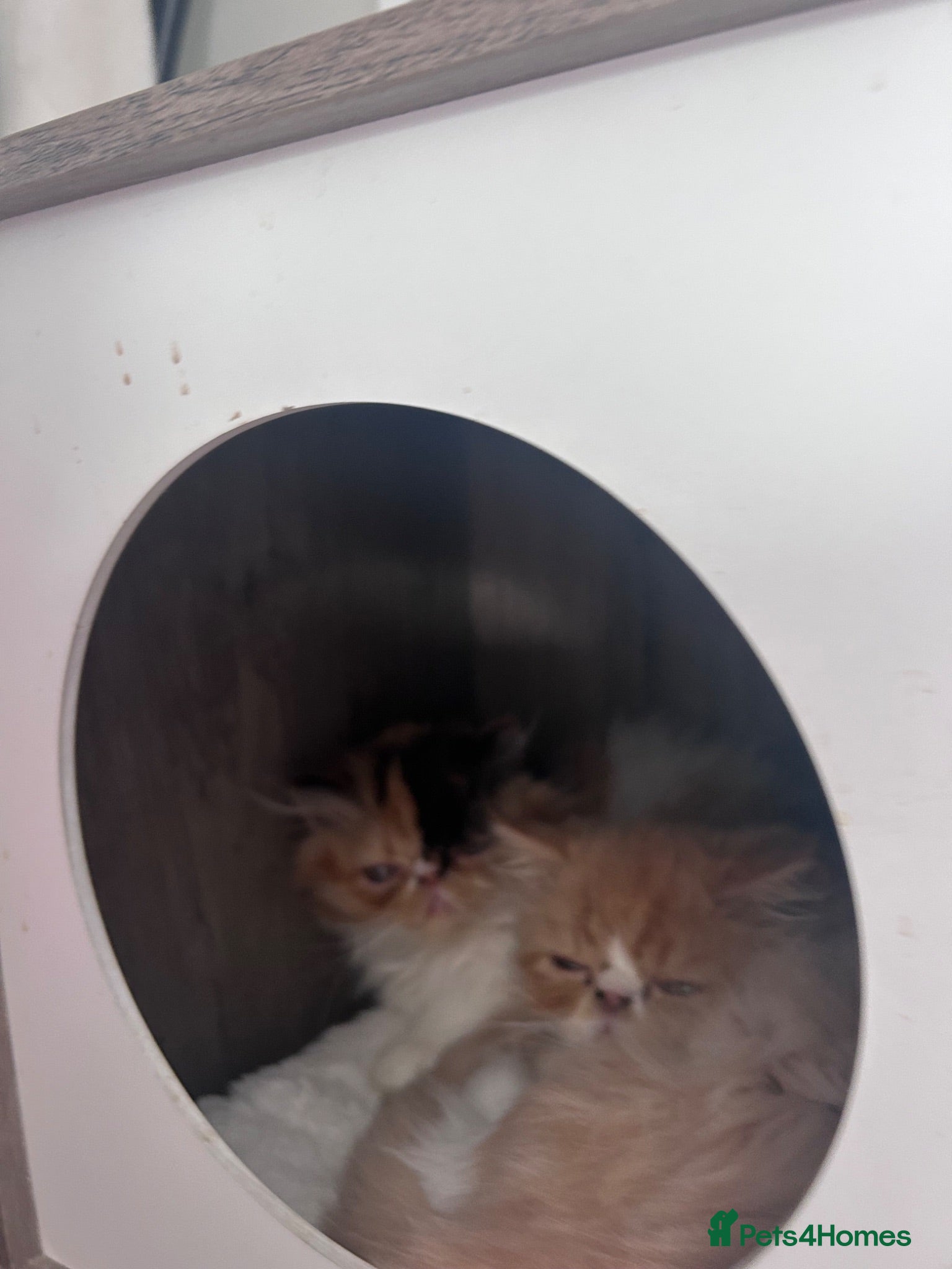 Persian cats  1 beautiful boy left Persian REDUCED  - Advert 2