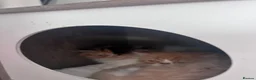 Persian cats for sale:  2 beautiful girls left Persian REDUCED £ - Advert 12