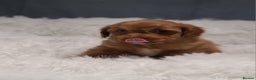 Cavapoo dogs for sale: Stunning Toy Cavapoo Puppies DNA Tested Parents - Advert 9