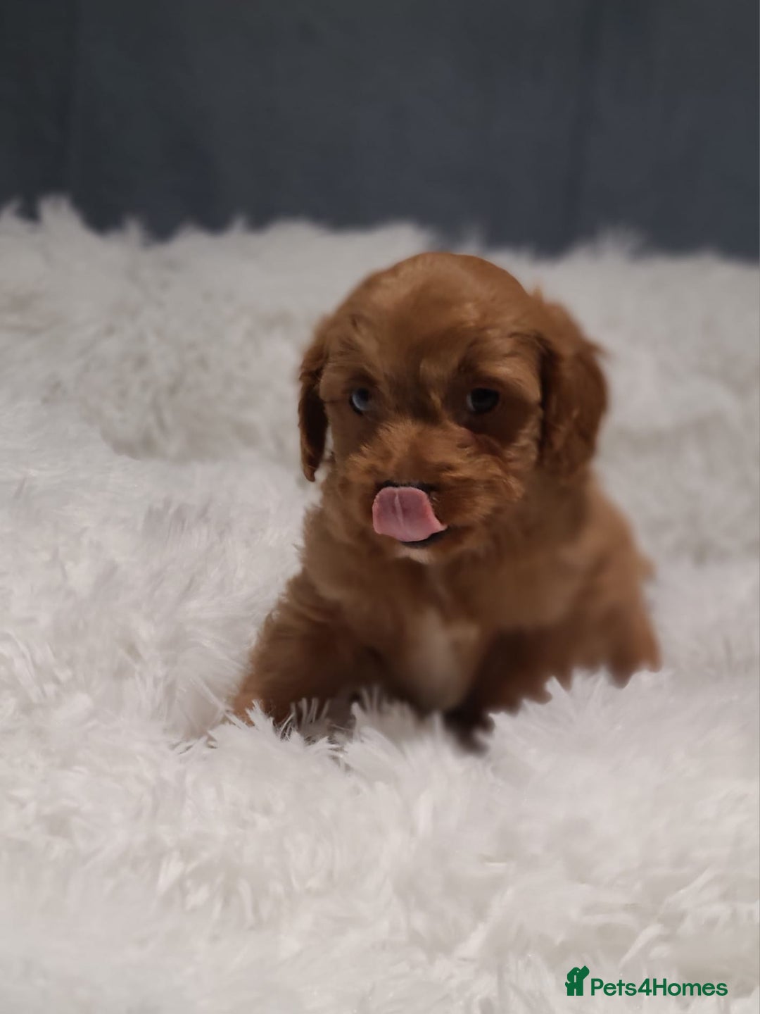 Cavapoo dogs for sale: Stunning Toy Cavapoo Puppies DNA Tested Parents - Advert 9