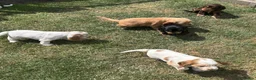 Cocker Spaniel dogs for sale: Kc reg Cocker Spaniel puppies - Advert 9