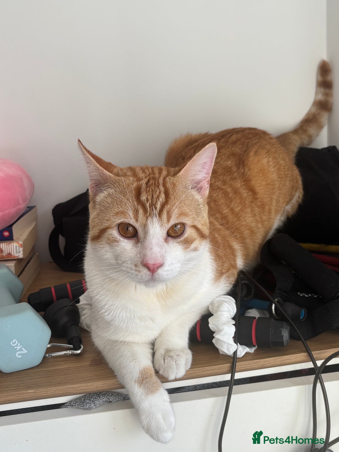 Mixed Breed cats for sale: Chester the ginger boy! - Advert 1