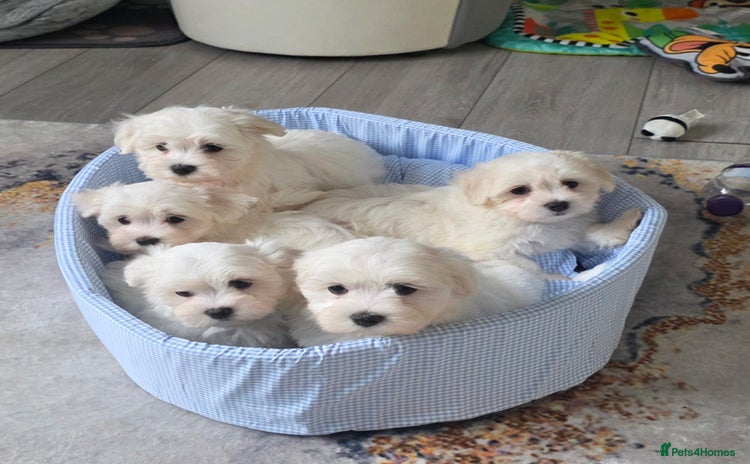 Maltese dogs - Advert 14