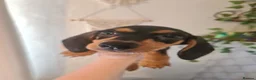 Dachshund dogs for sale: Beautiful Dachshunds - Advert 13