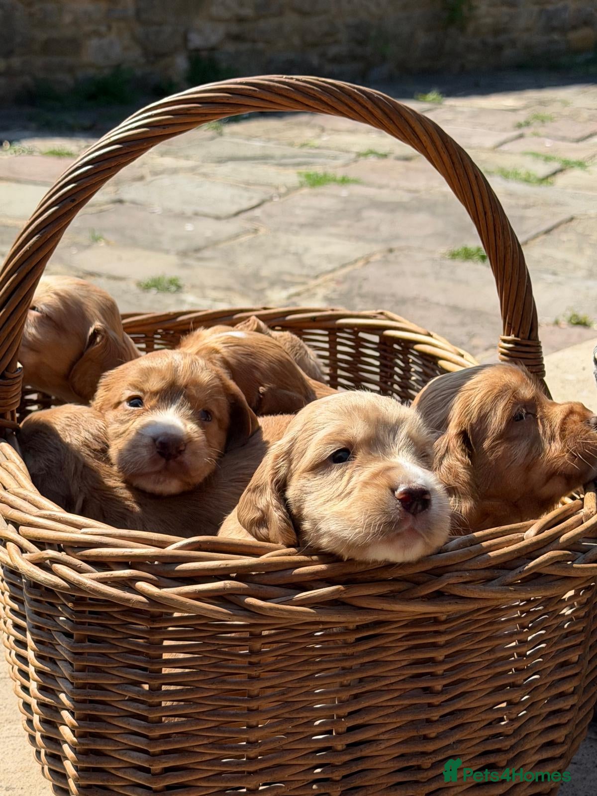 Cocker Spaniel dogs GORGEOUS GOLDEN HEALTH TESTED COCKER PUPPIES - Advert 4