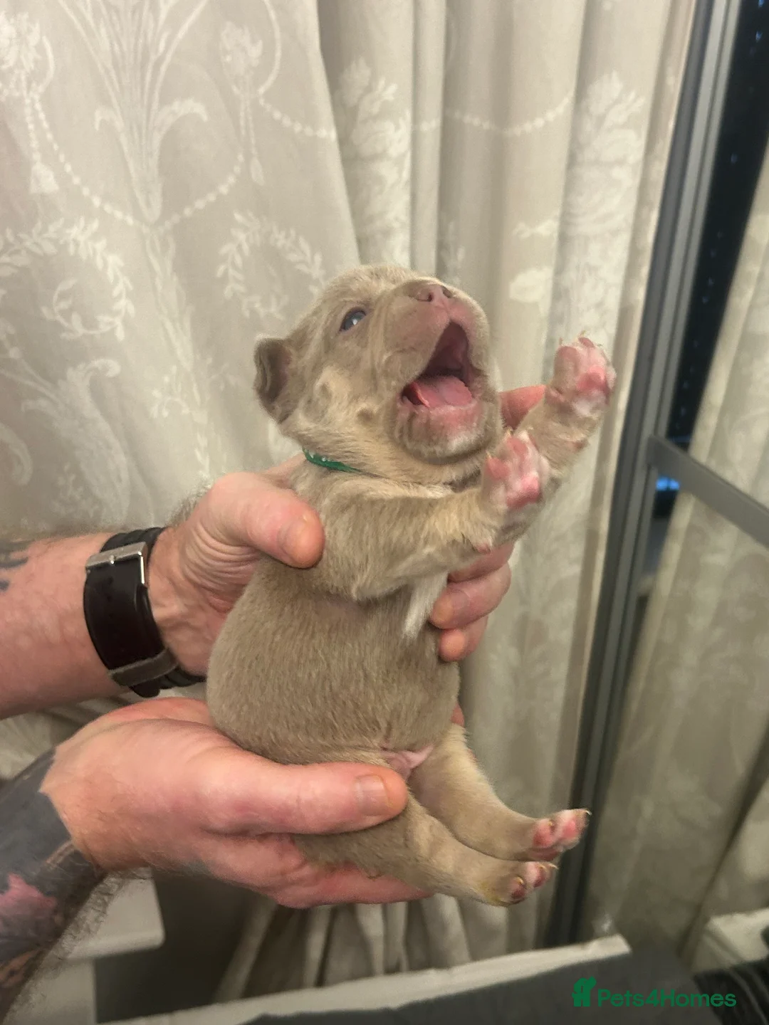 French Bulldog dogs for sale: 9 top quality fluffy carrying french bulldogs  - Advert 24