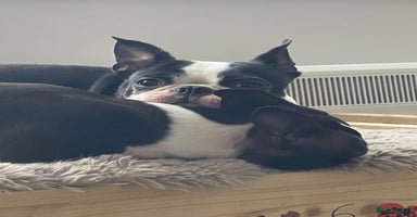 Boston Terrier dogs - Advert 6