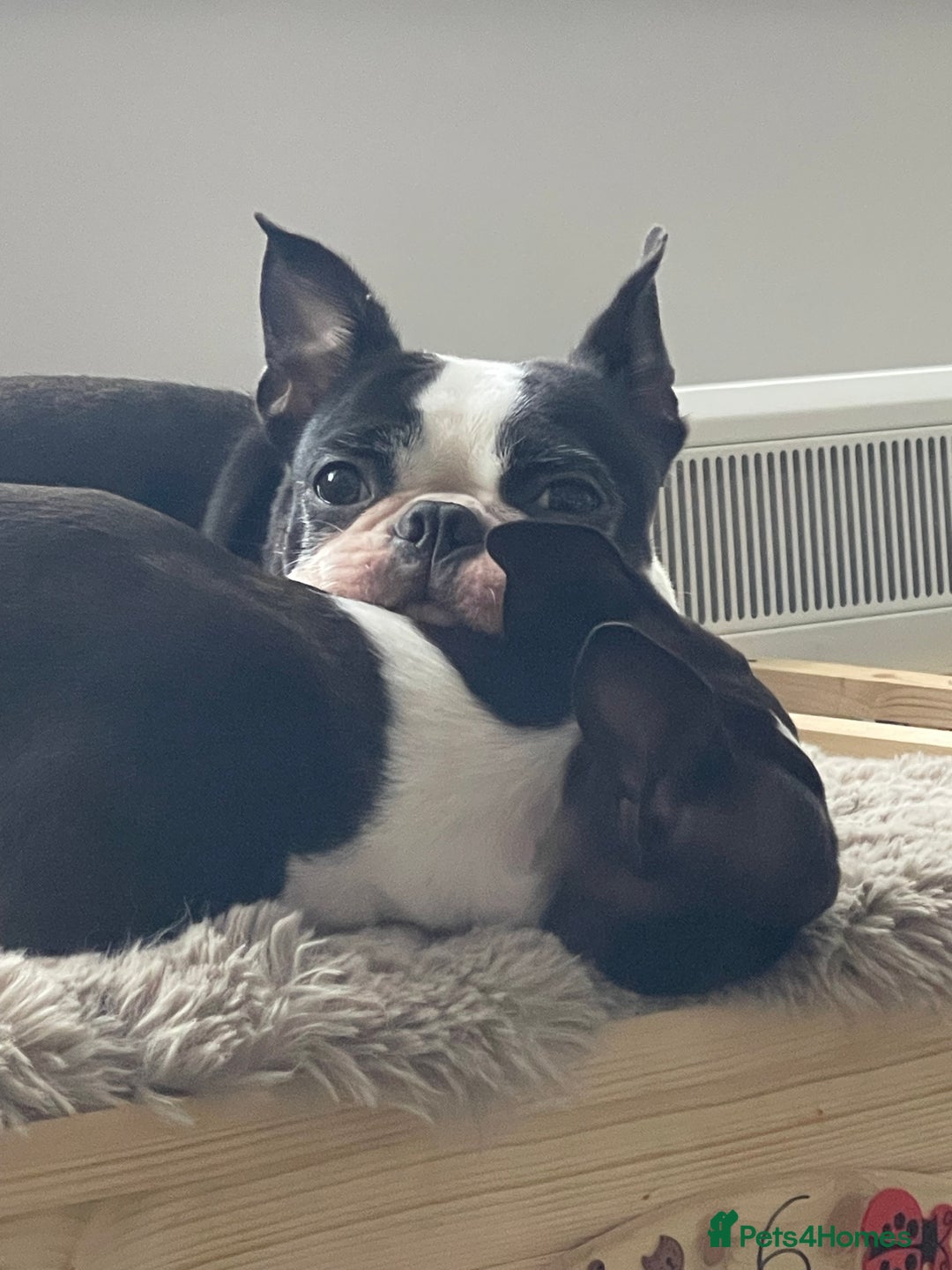 Boston Terrier dogs for sale: Boston Terrier Adults - Image 3