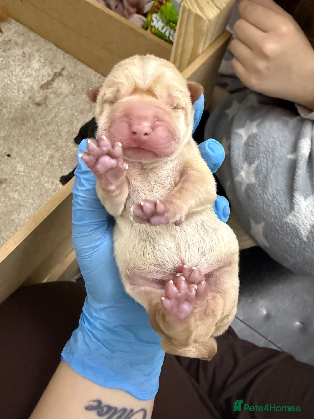 Shar Pei dogs for sale: Beautiful shar pei puppy’s 💜 - Advert 9