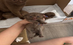 British Shorthair cats for sale: 🤎 British Shorthair Cinnamon Kittens🤎 - Image 5