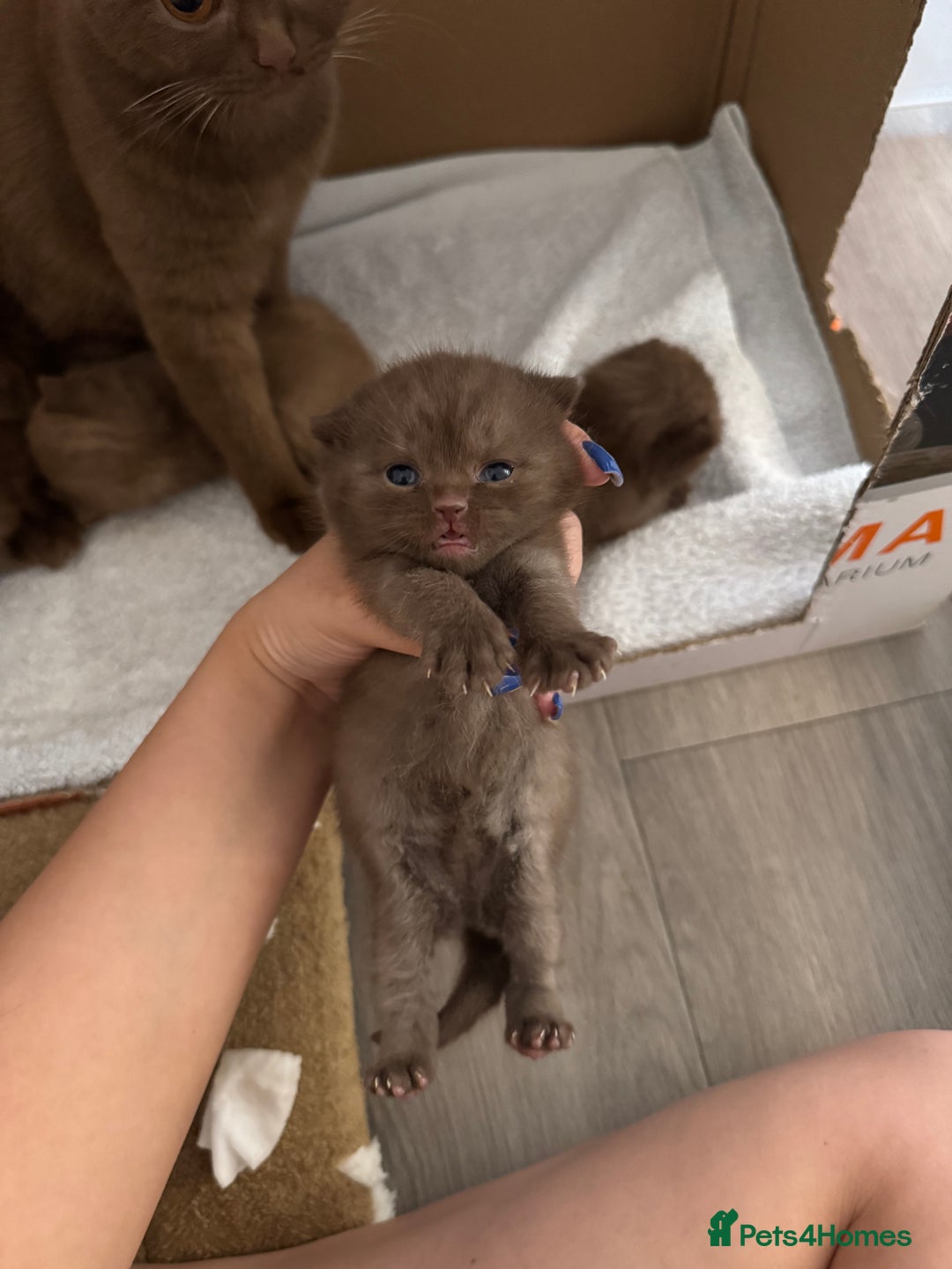 British Shorthair cats for sale: 🤎 British Shorthair Cinnamon Kittens🤎 - Image 5