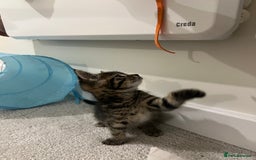 Domestic Shorthair cats for sale: Grey tabby - Image 4