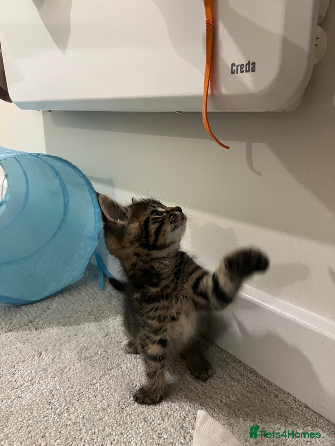 Domestic Shorthair cats for sale: Grey tabby - Image 4