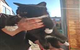 Mixed Breed cats for sale: Black and white kittens  - Image 10