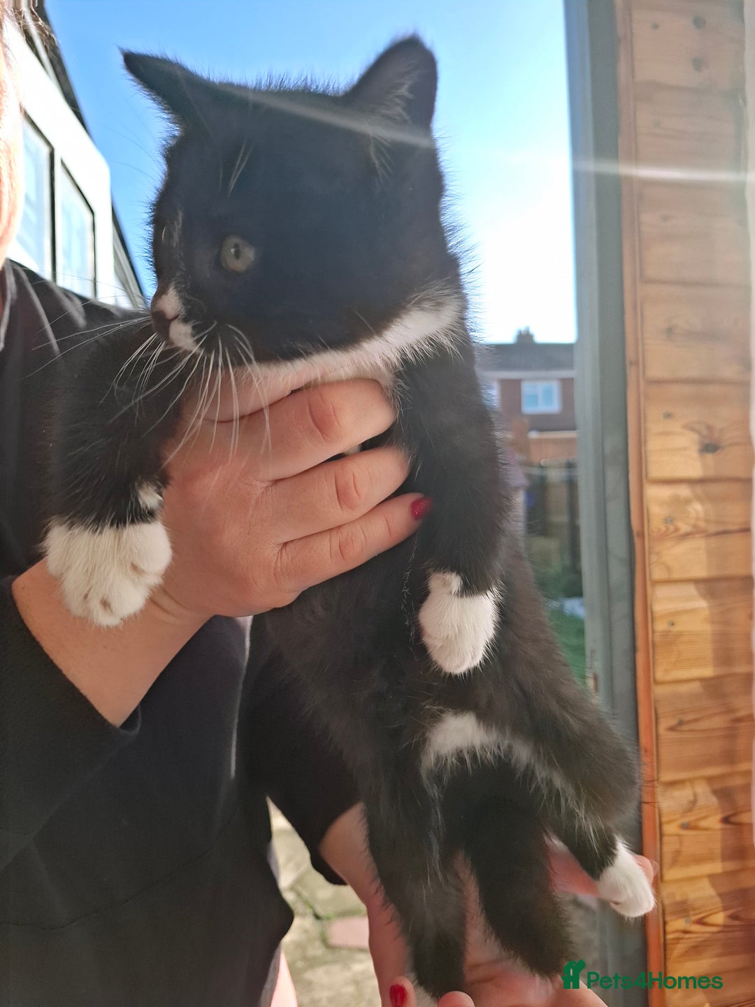 Mixed Breed cats for sale: Black and white kittens  - Image 10