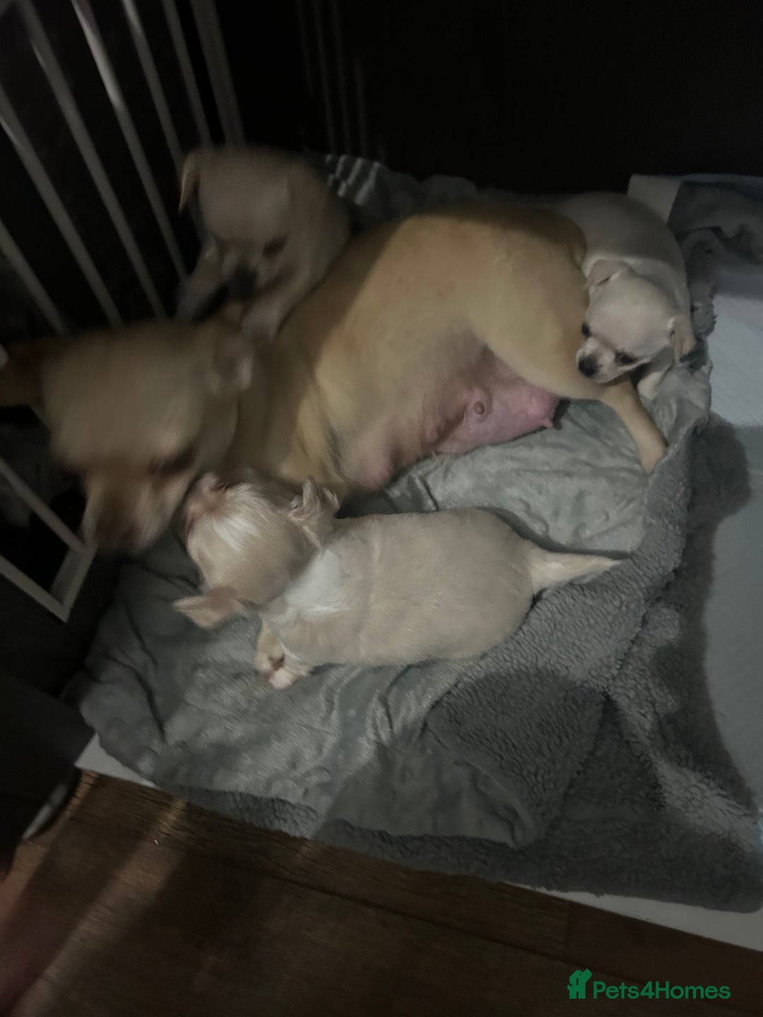 Chihuahua dogs for sale: Puppies chihuahuas 1 boy and 2 little princesses  - Image 9