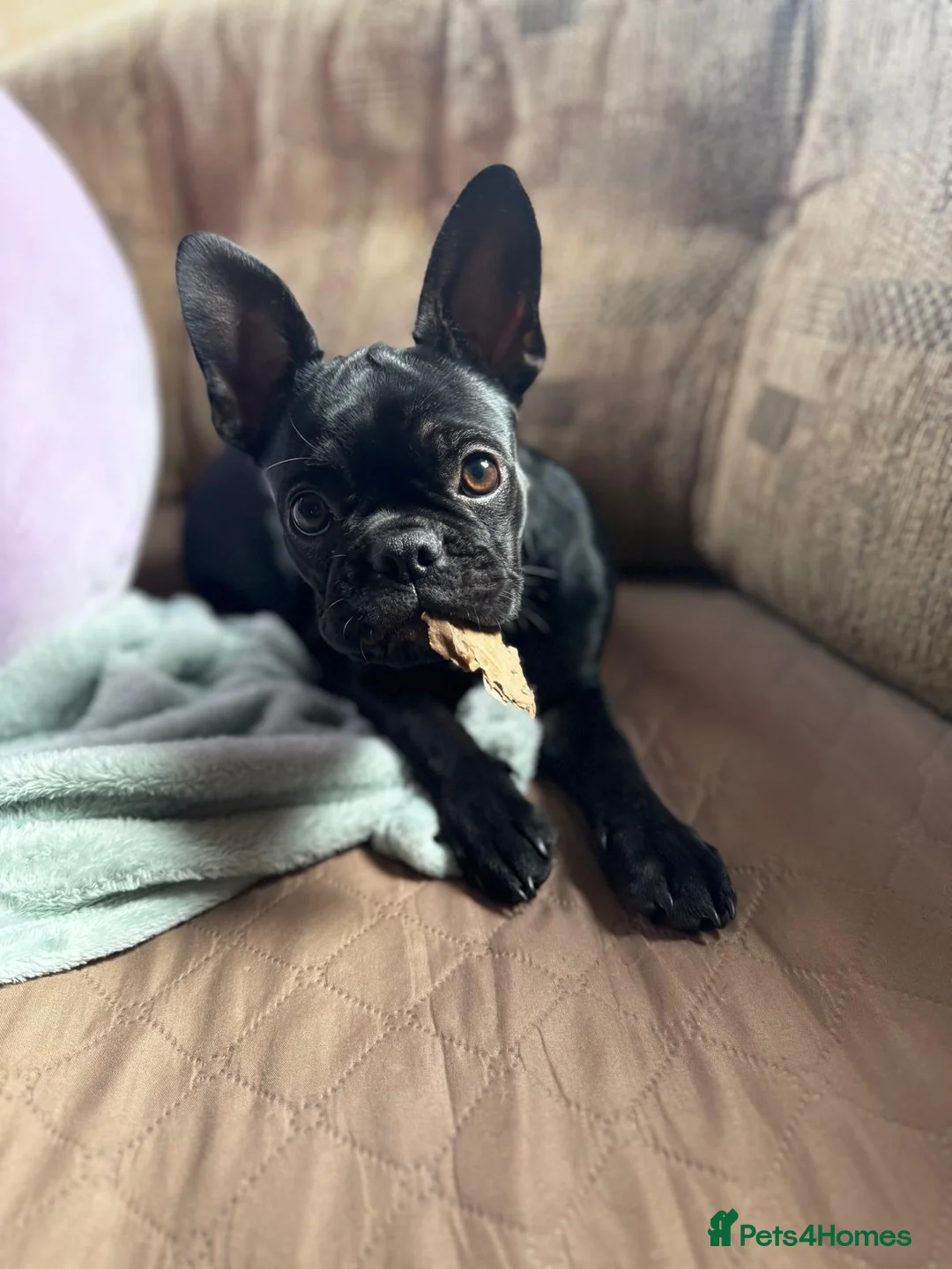 Mixed Breed dogs for sale: French/Boston looking for a new home  - Advert 4