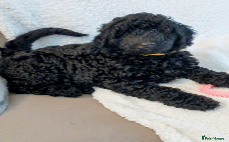 Mixed Breed dogs - Advert 1