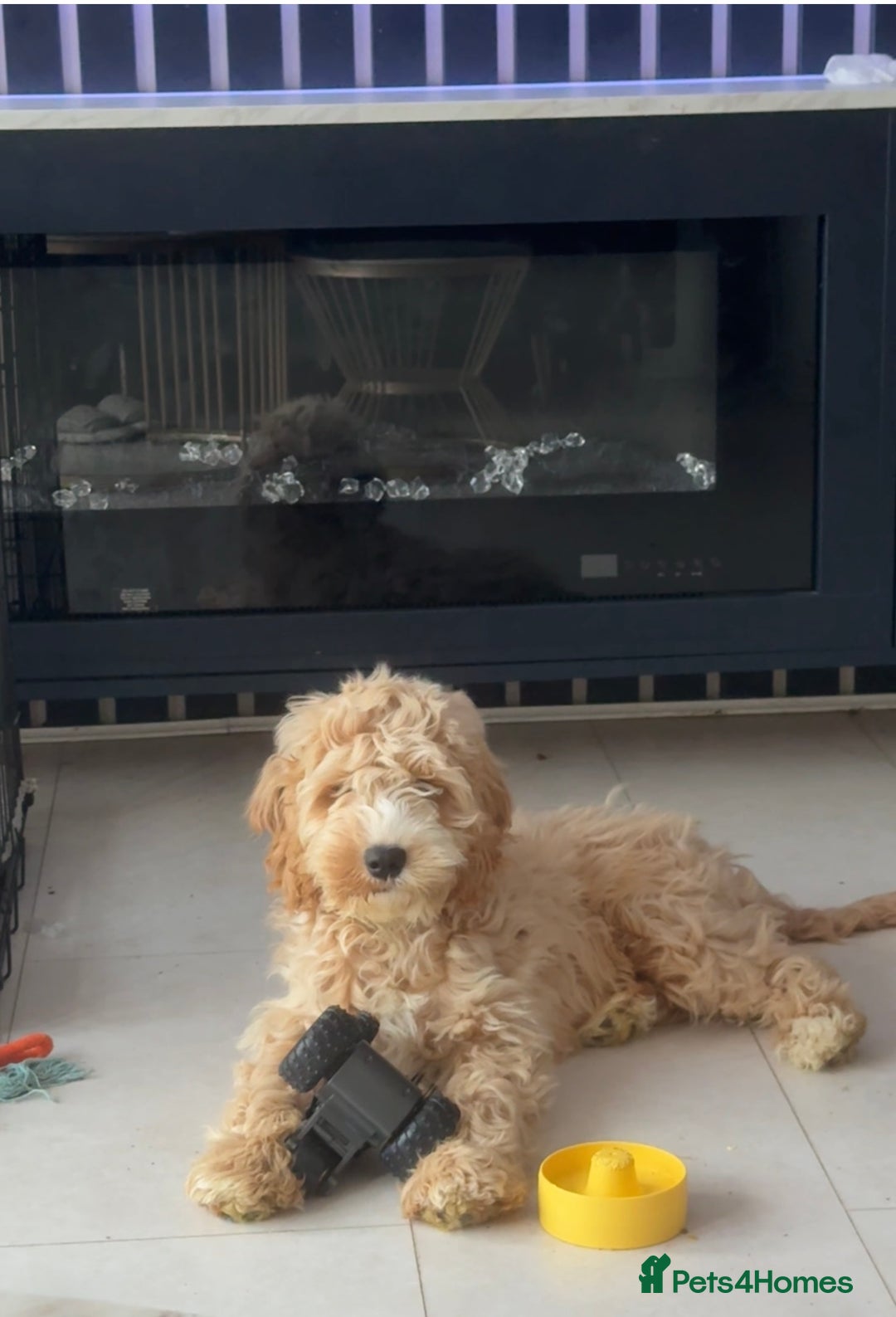 Cockapoo dogs for sale: Cuddles looking for new home - Advert 1