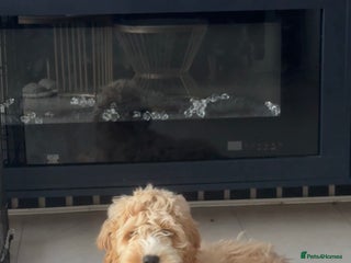 Cockapoo dogs Cuddles looking for new home - Advert 1