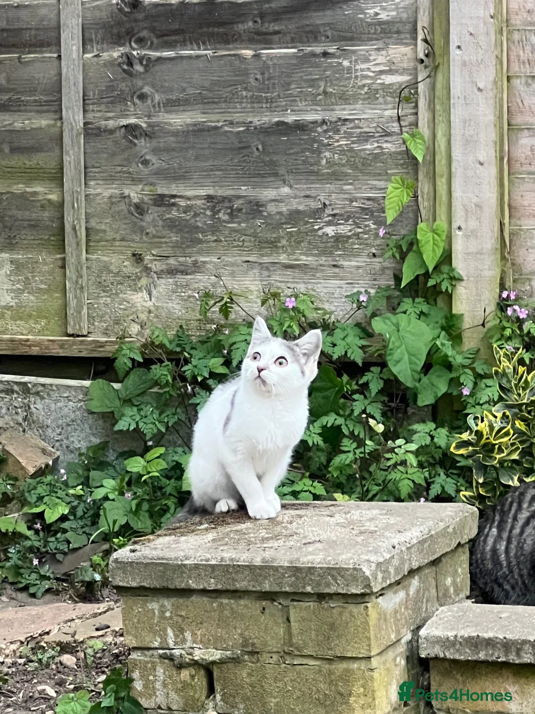 Mixed Breed cats for sale: Latte - Advert 2