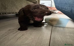 Mixed Breed dogs for sale: Irish cockapoo puppy  - Image 4
