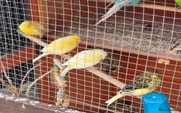 Mixed Breed birds for sale: BIRD AVIARY INCLUDING ALL BIRDS  - Image 5
