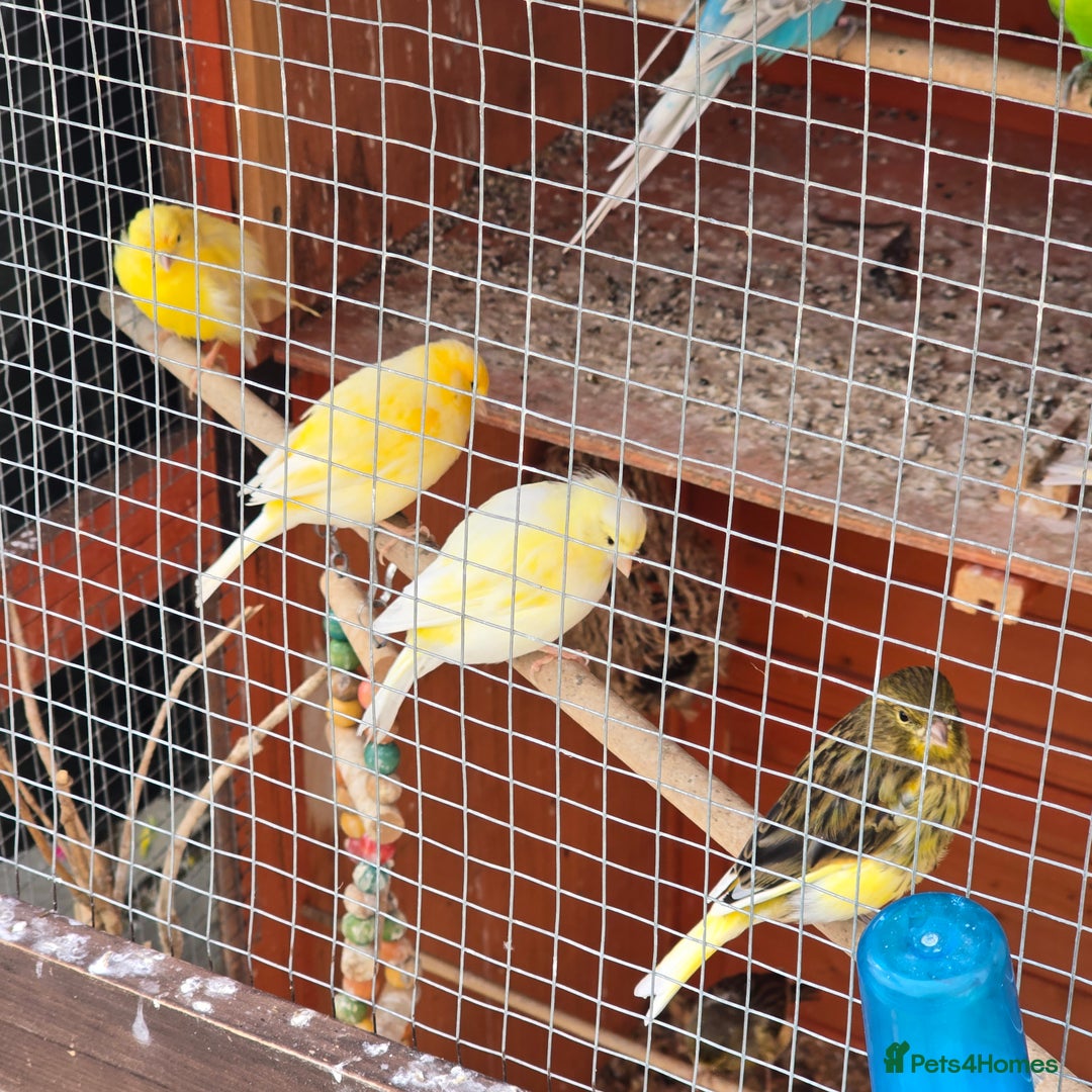 Mixed Breed birds for sale: BIRD AVIARY INCLUDING ALL BIRDS  - Image 5