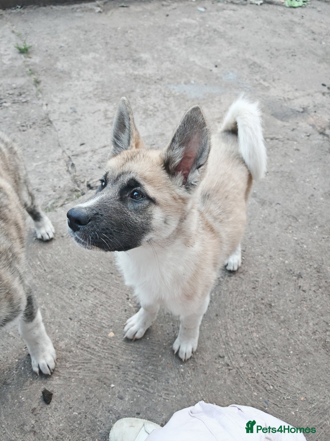 Mixed Breed dogs for sale: Akita  puppies for sale  - Image 31
