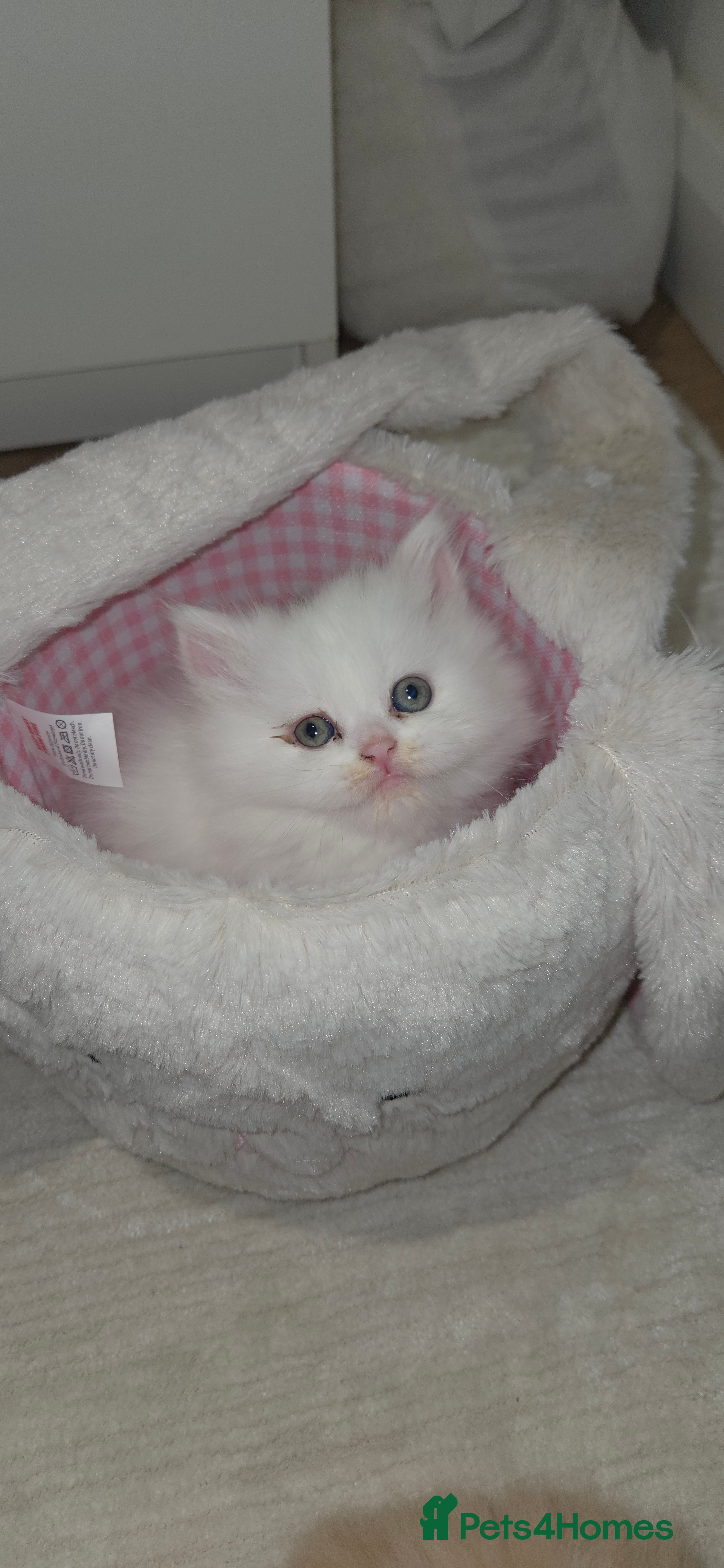 Persian cats Only 1 girl available Persian kitten - Advert 4